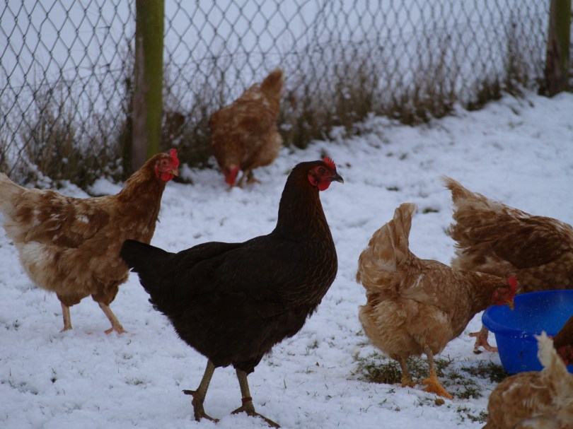 Hühner im Schnee