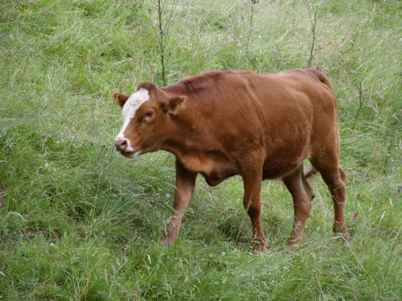 Rind auf der Weide