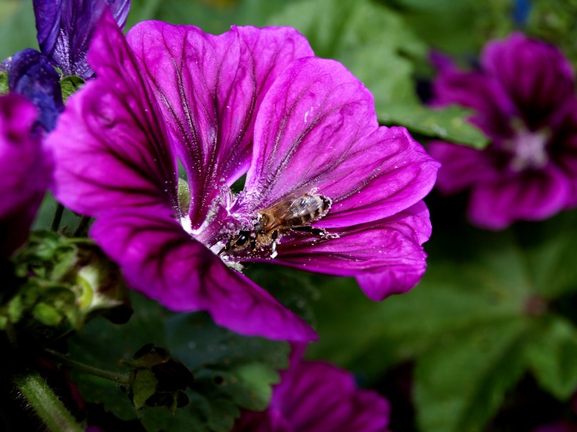 Honigbiene auf Malvenblüte