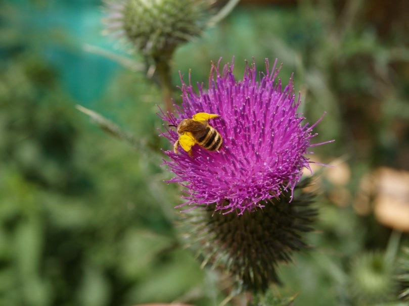 Bienenengel auf Distel