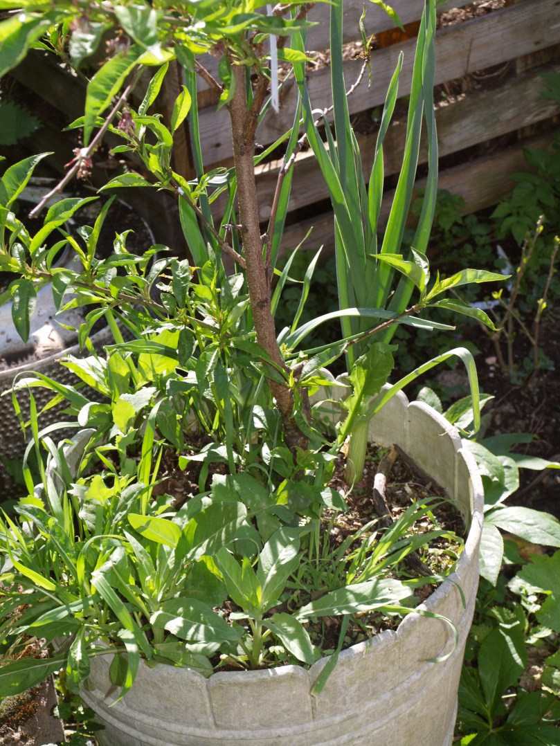 Lauch beim Weinbergpfirsich