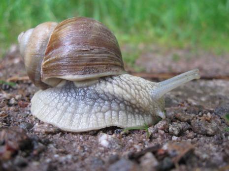 Weinbergschnecke