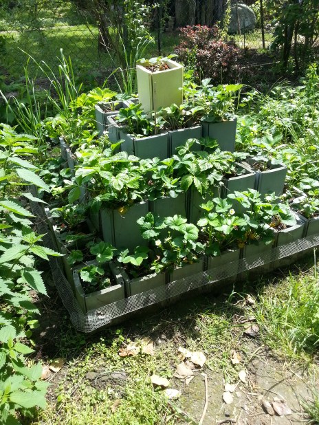 Erdbeerpyramide mit Schneckenzaun