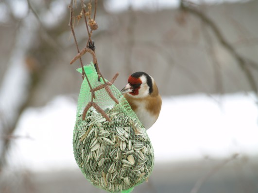 Der Stieglitz - auch als Distelfink bekannt