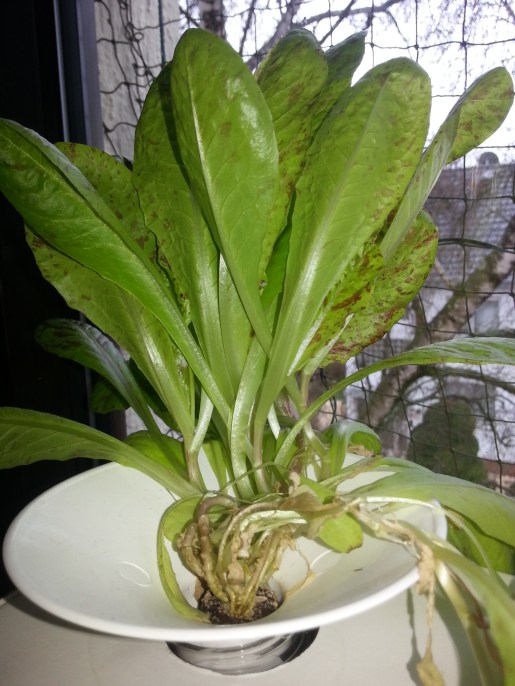 Salat in der Flasche