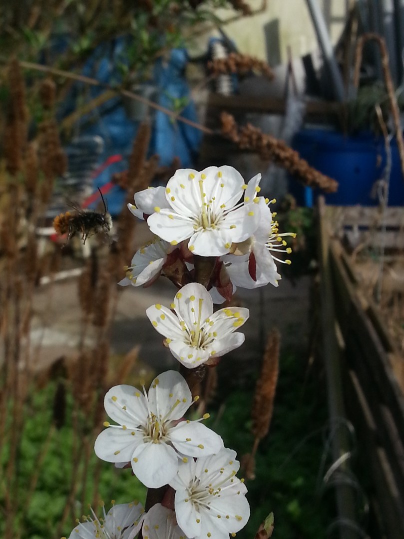 Brummer im Anflug - Die Gehörnte Mauerbiene