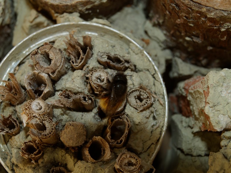 Nisthilfe aus Lehm und Schilf