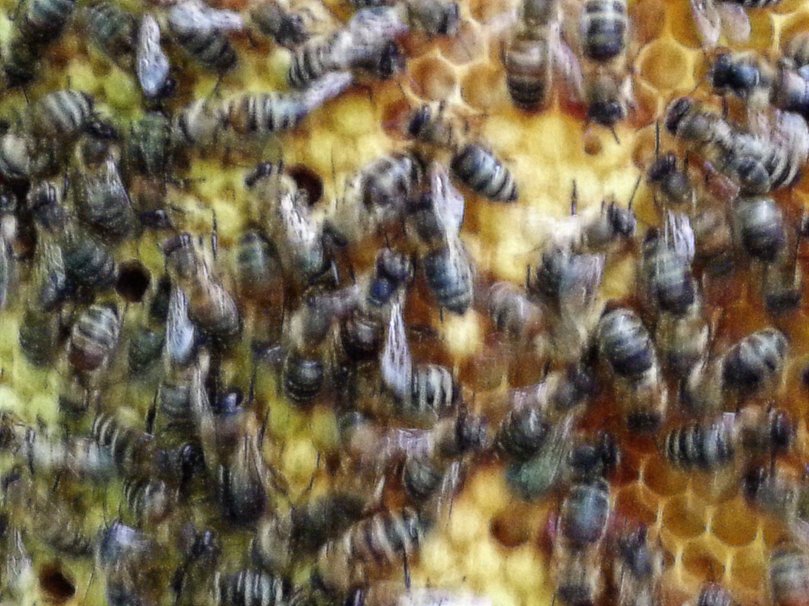 Bienen