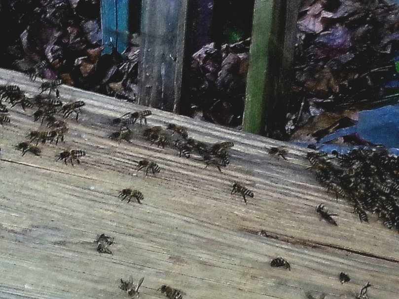 Bienen beim Stelzeln 