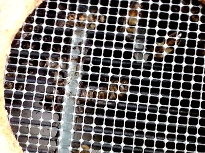 Bienen in der Schwarmkiste