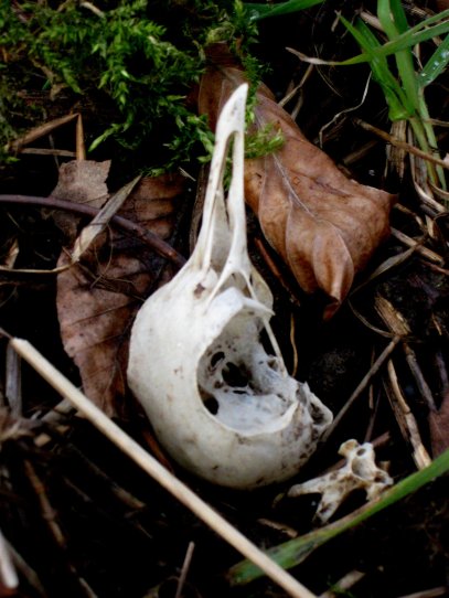 Ein Bayer für Bayer