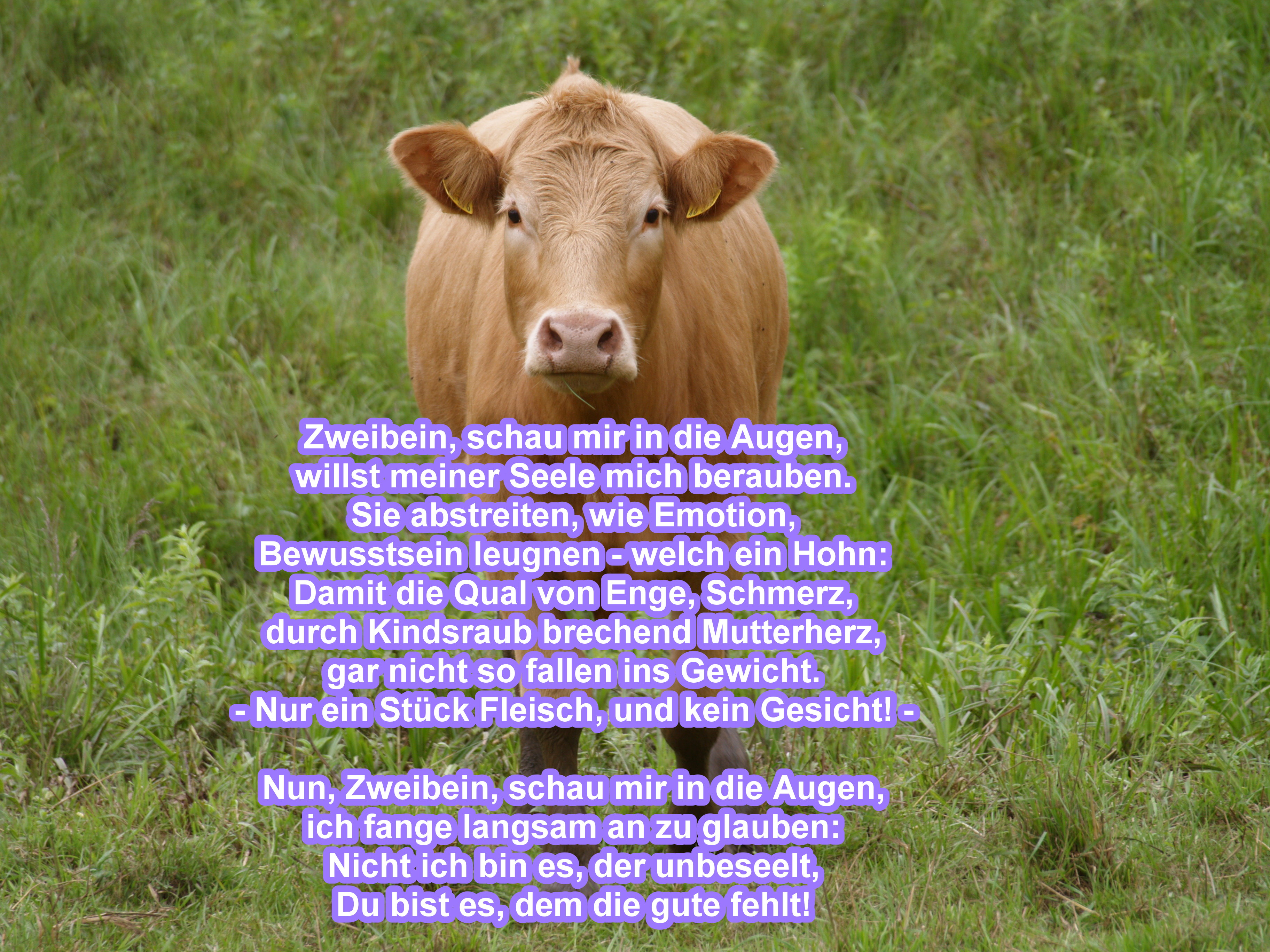 Gesicht-Gedicht Rind