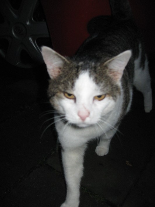 Gandalf der Streuner - ein weißgrauer Kater