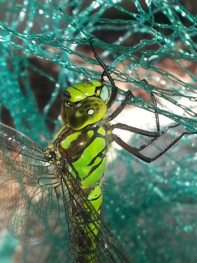 Libelle auf dem Laubschutznetz