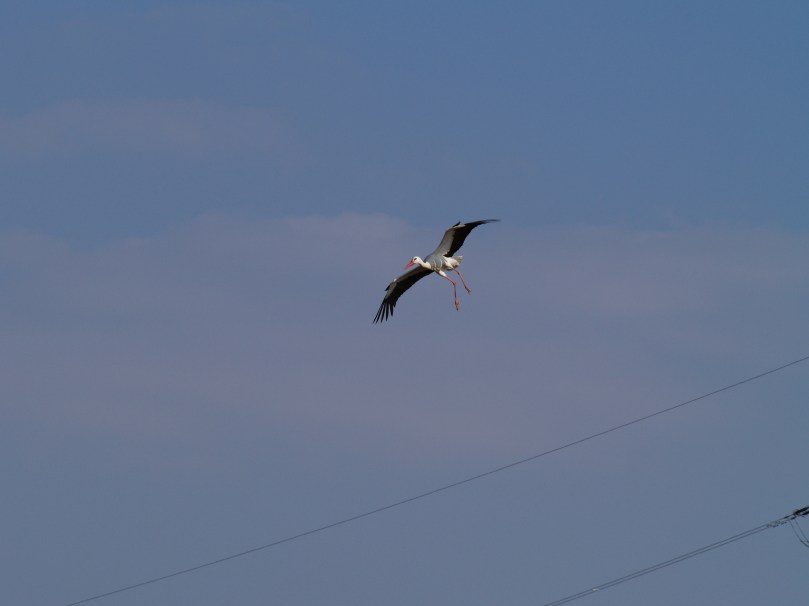 Storch im Landeanflug