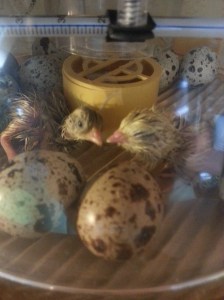 Der erste Kontakt...