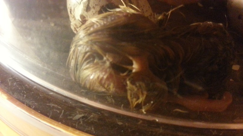 Wachtelküken - eine schwere Geburt...