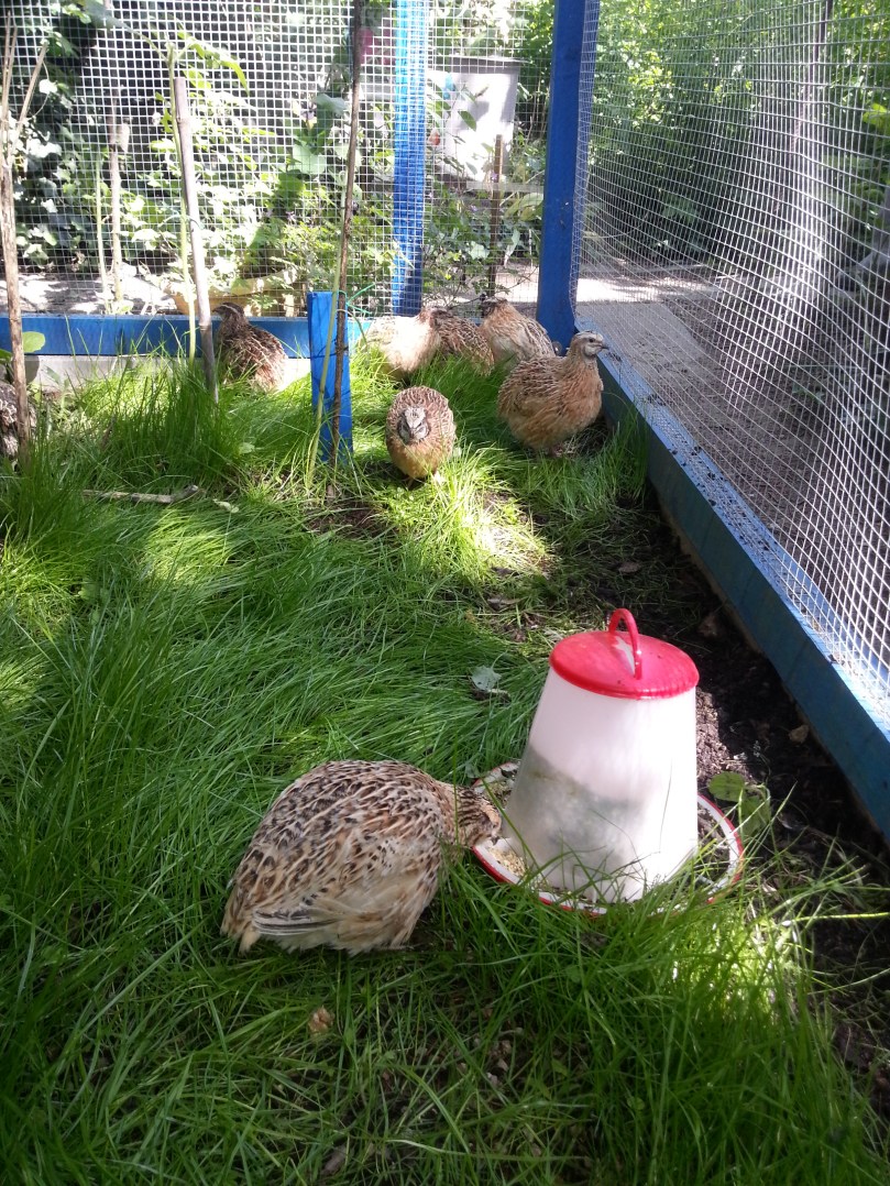 Noch sind sie friedlich...