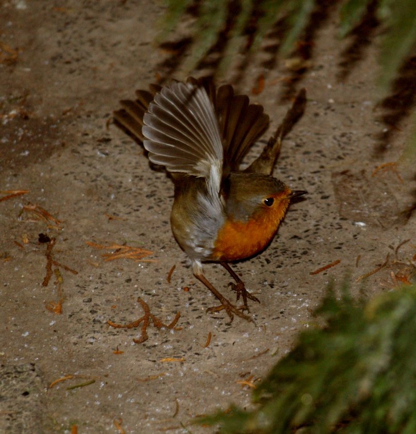 Rotkehlchen beim Abflug