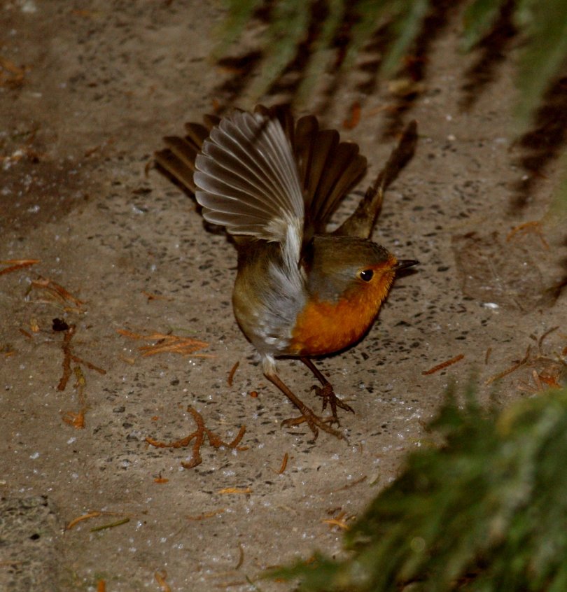 Rotkehlchen beim Abflug
