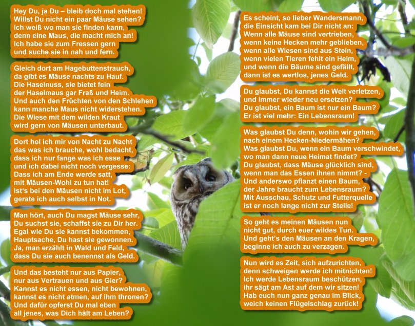 Gesicht-Gedicht Waldohreule