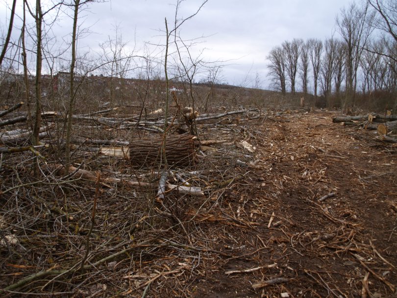 Kahlschlag Bodenheim - Nackenheim