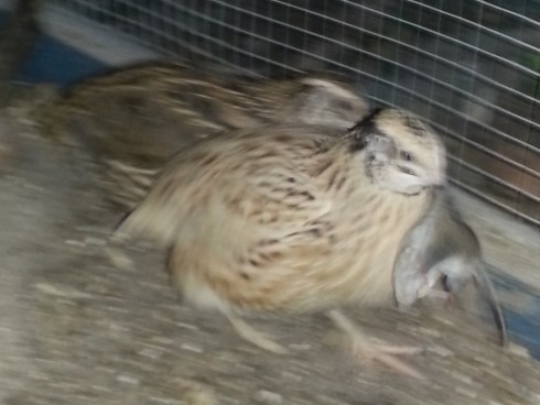 Zwei Wachteln auf Mäusejagd