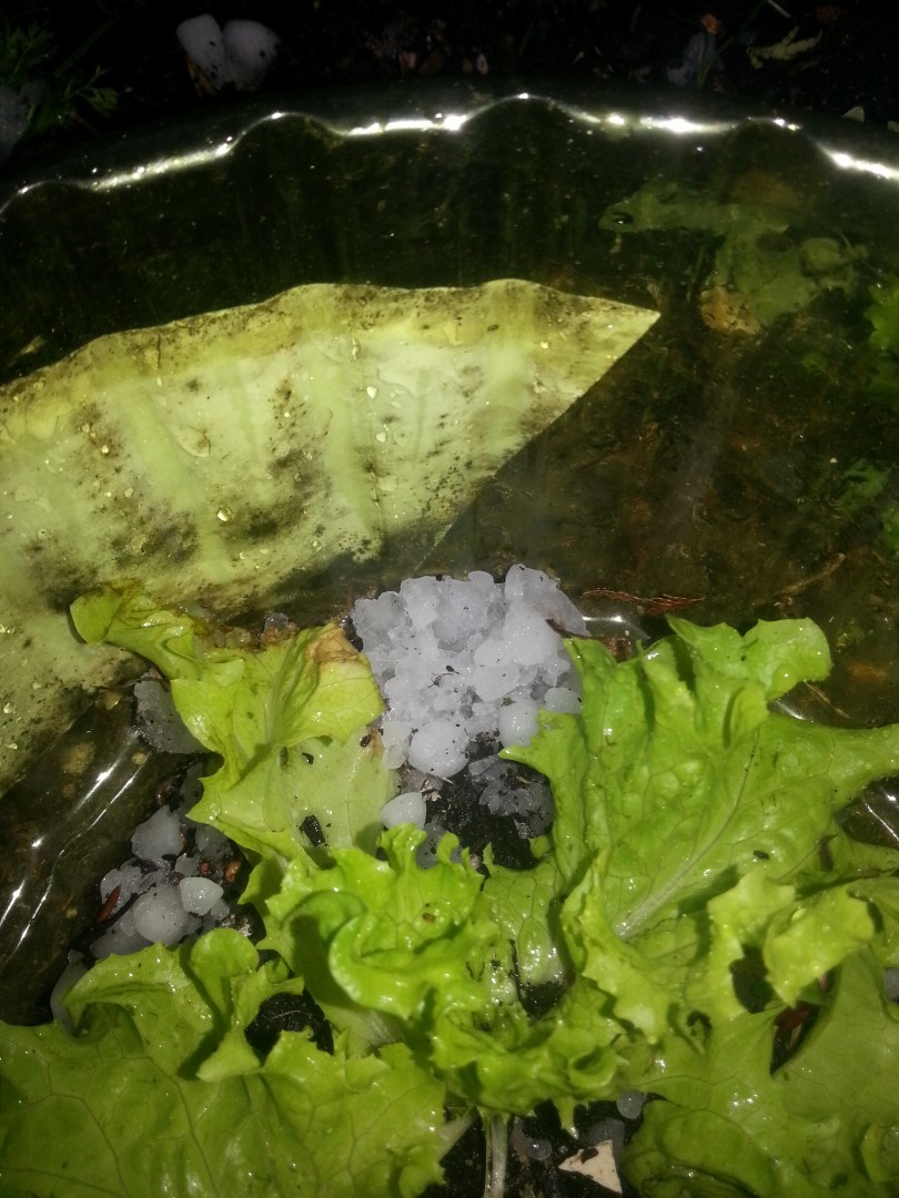 Hagelkörner im Salat - das drumherum ist übrigens ein Schneckenkragen