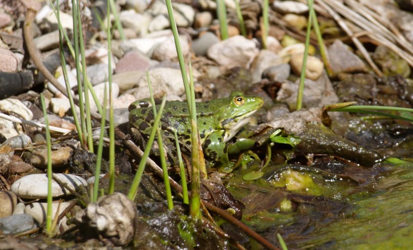Teichfrosch