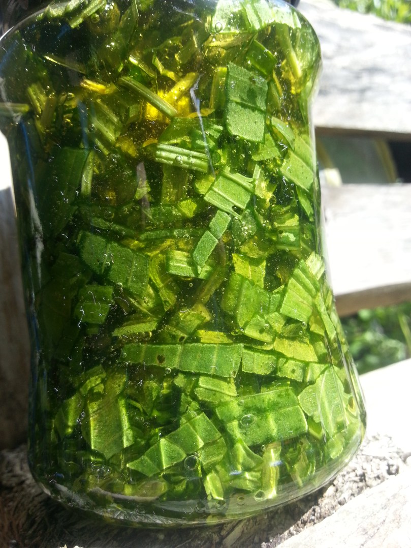 Spitzwegerich in Honig