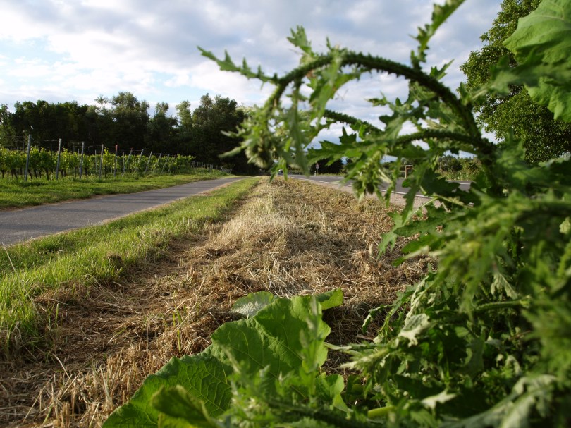 Die Reste eines Bienen-Paradieses