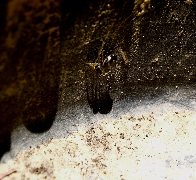 Springspinne mit Schatten