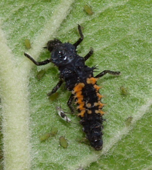 Gern gesehener Gast - er frisst nicht nur Blattläuse