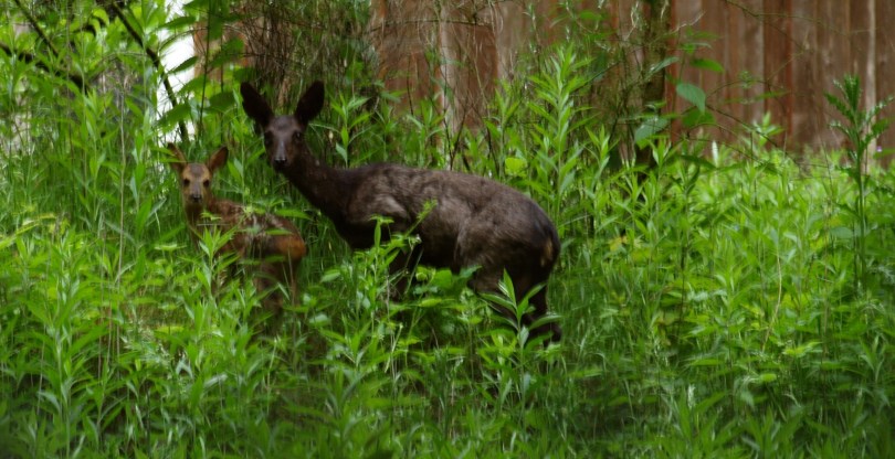 Zwei naturgetreue Reh-Attrappen...