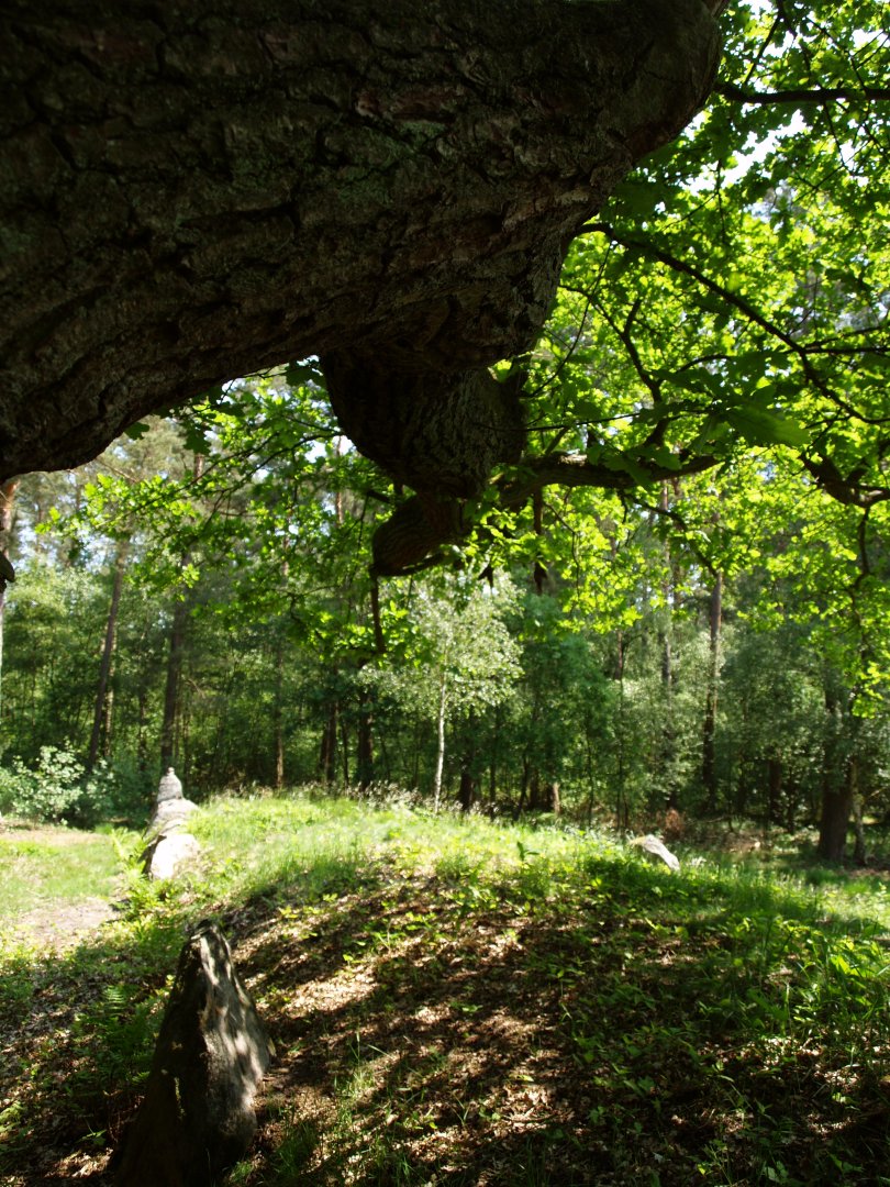 Alte und dicke Eichen stehen bei den Gräbern