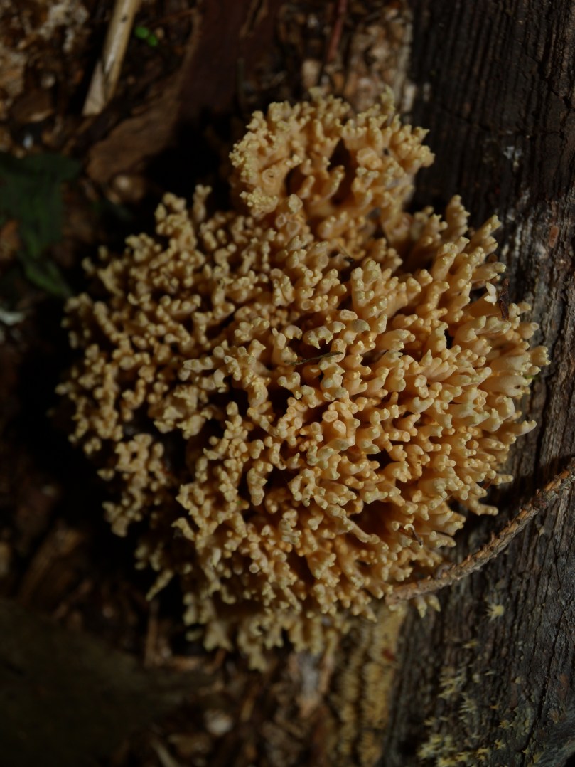 Leben nach dem Tod - Ein Pilz zersetzt einen Baumstamm