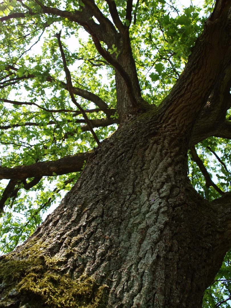 Eiche in der Oldendorfer Totenstadt