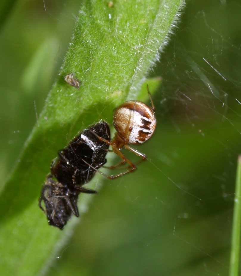 Spinne mit Beute
