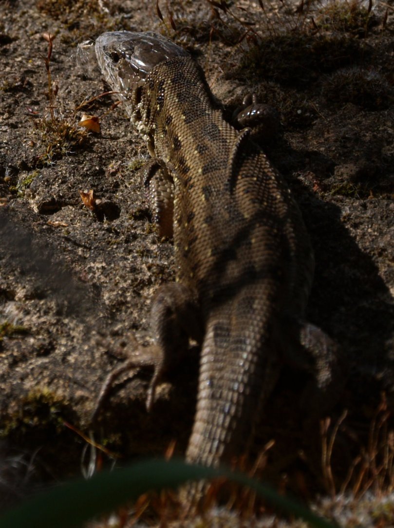 Zauneidechse im Garten