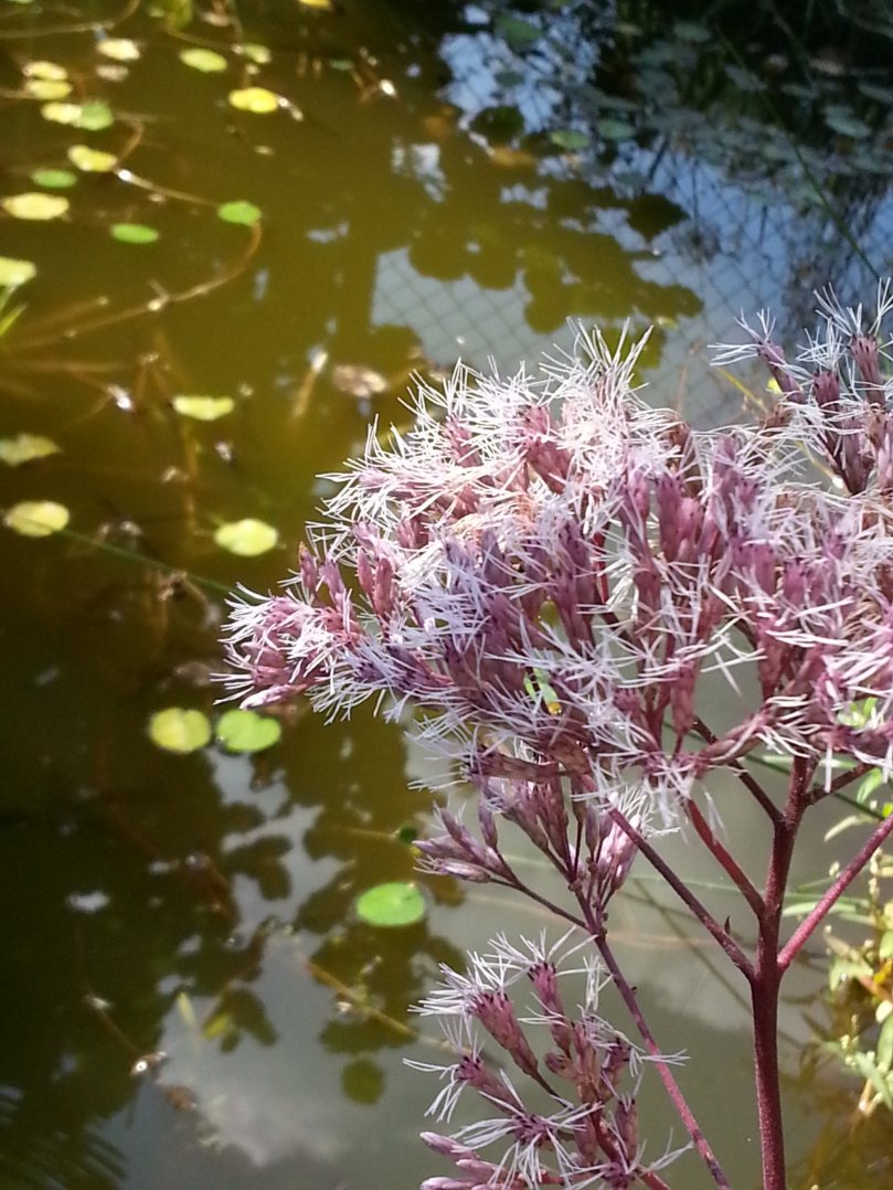 Wunderschöne Blüten am Teichufer