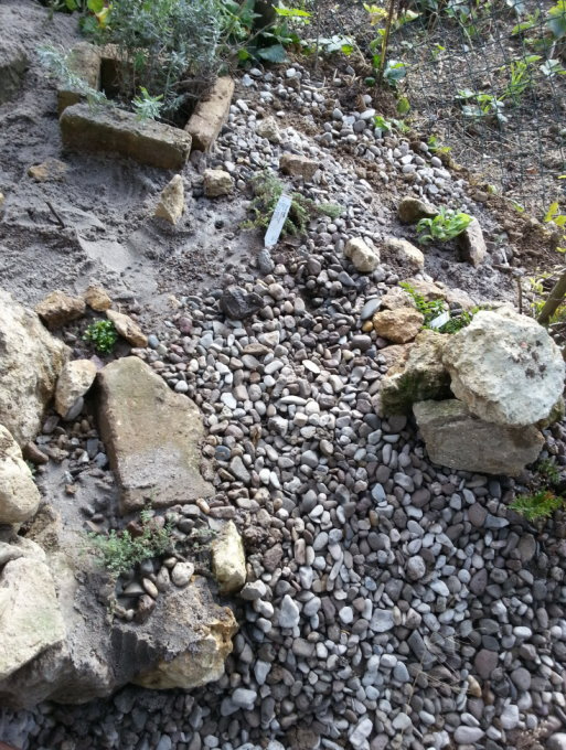 Direkt neben der Eidechsenburg darf ein Steingarten nicht fehlen, der viele Arten beherbergt: Hauswurz, Mauerpfeffer, Lavendel, Zwergglockenblume, Silberdistel, Quirlblütiger Salbei, Silbriger Steinthymian und Weinbergs-Traubenhyazinthen...