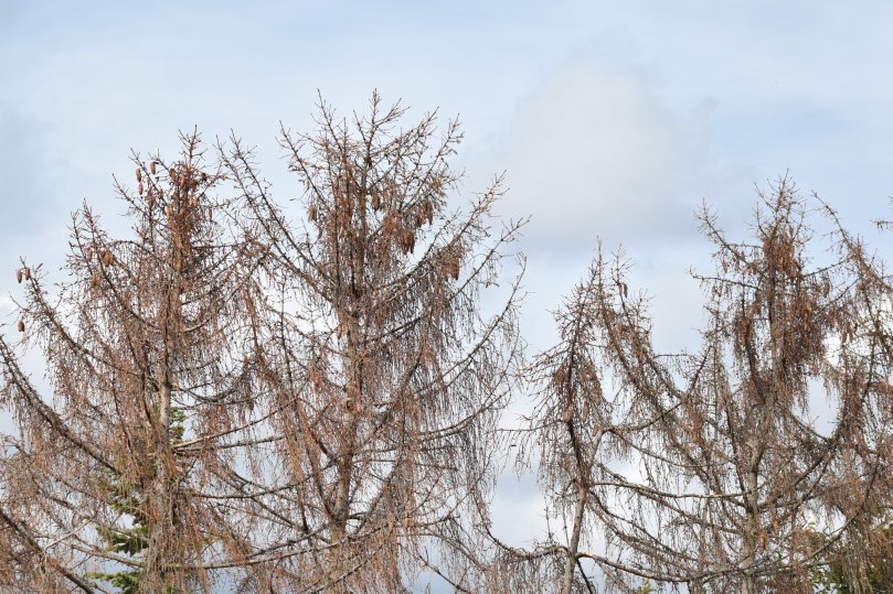 Fichten - von Dürre und Borkenkäfern getötet