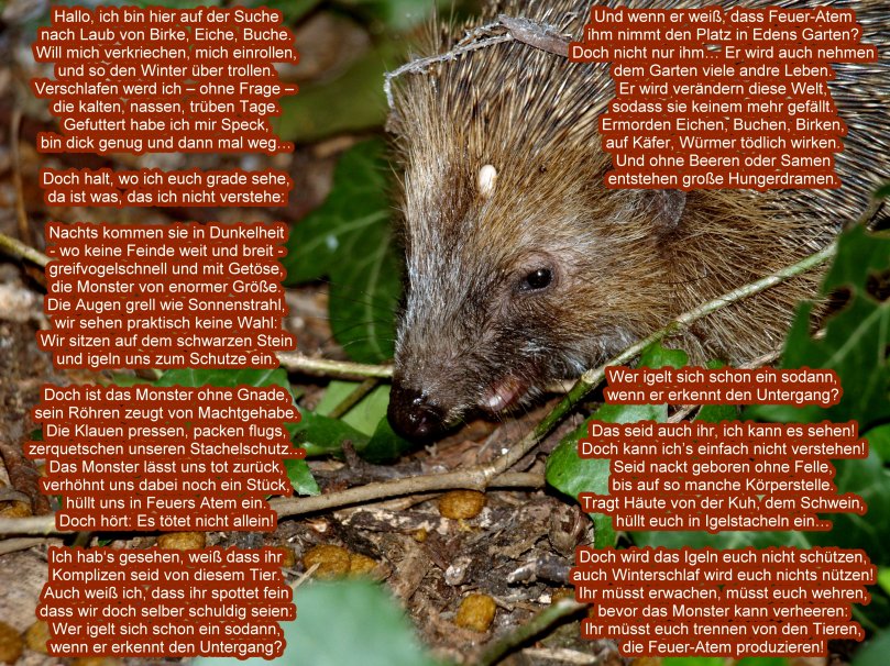 Gesicht-Gedicht XI - Der Igel kommt zu Wort
