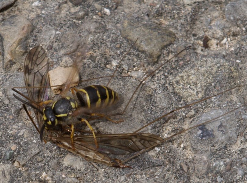 Wespen fangen auch Schädlinge