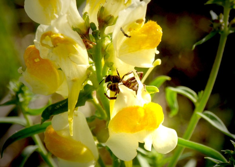 Spinne fängt Biene...