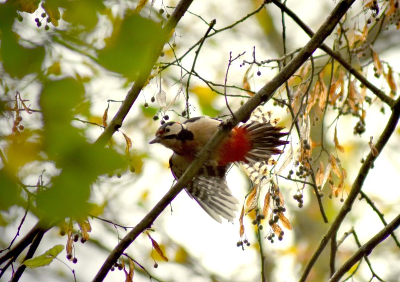 Und auch der Buntspecht ist flüchtig wie das Glück und der Moment.