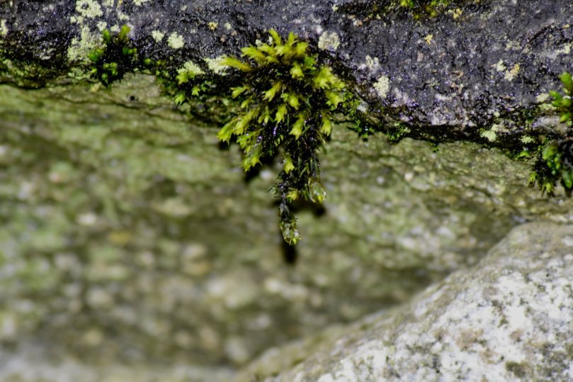 Moos wächst langsam - aber zersetzt selbst Steine
