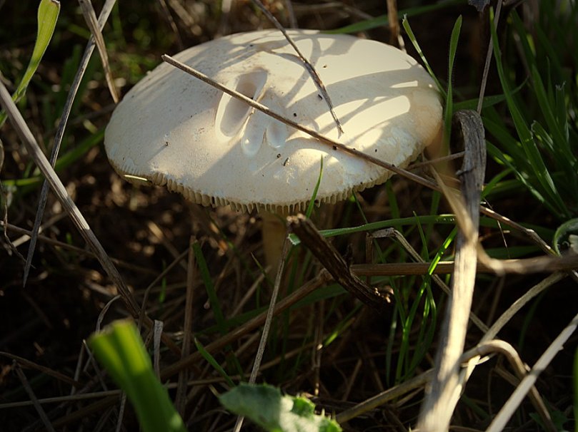 Ein Pilz - darf im Herbst natürlich nicht fehlen