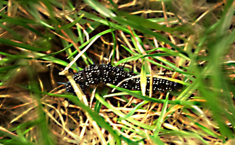 Raupe des Tagpfauenauges