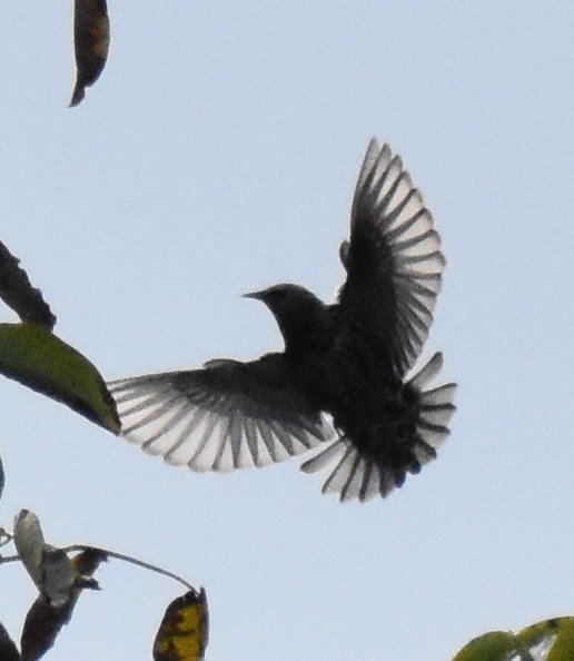 Star in seiner vollen Pracht